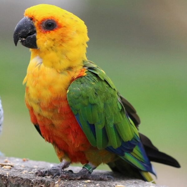 BUY JENDAY CONURE FOR SALE