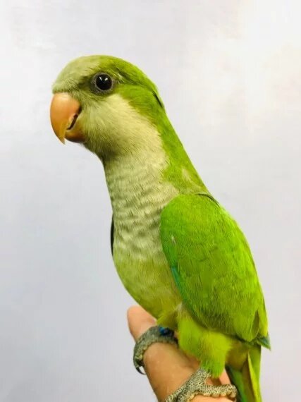 BUY MONK PARAKEET FOR SALE
