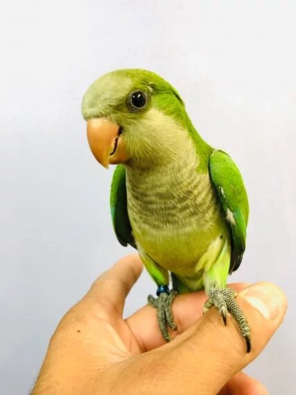 BUY MONK PARAKEET FOR SALE - Image 2