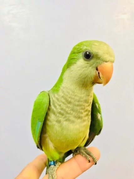BUY MONK PARAKEET FOR SALE - Image 3