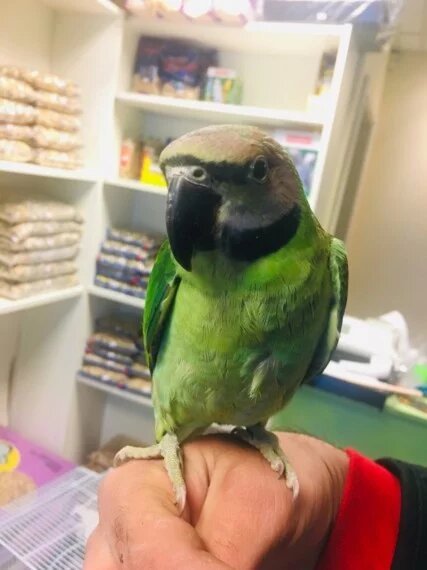 BUY MUSTACHE PARAKEET FOR SALE - Image 2