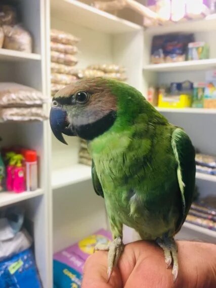 BUY MUSTACHE PARAKEET FOR SALE - Image 3