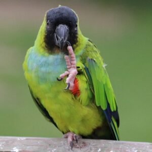 Buy Nanday conure for sale