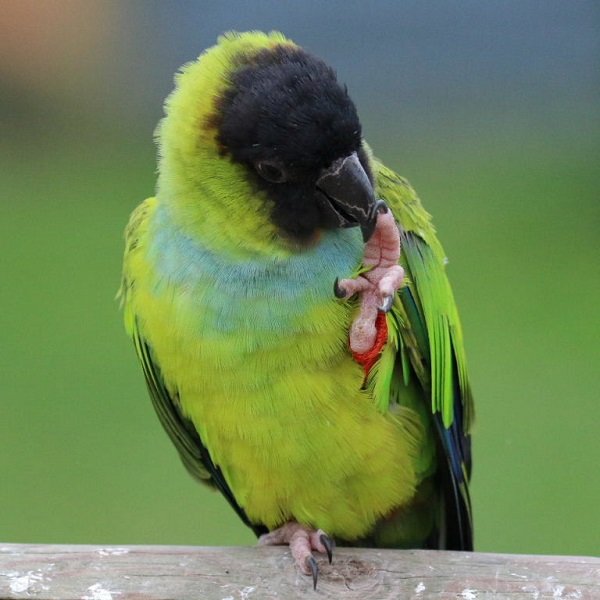BUY NANDAY CONURE FOR SALE - Image 2