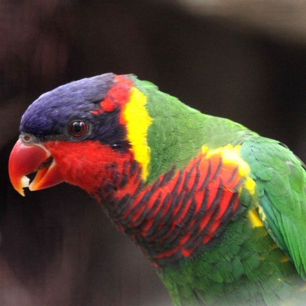 BUY ORNATE LORIKEET FOR SALE - Image 3