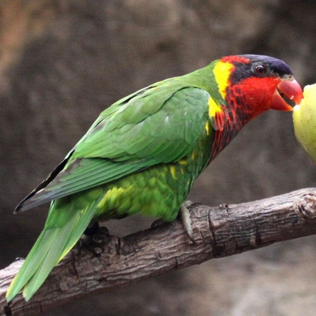 BUY ORNATE LORIKEET FOR SALE - Image 4