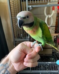 Buy Parakeets for sale