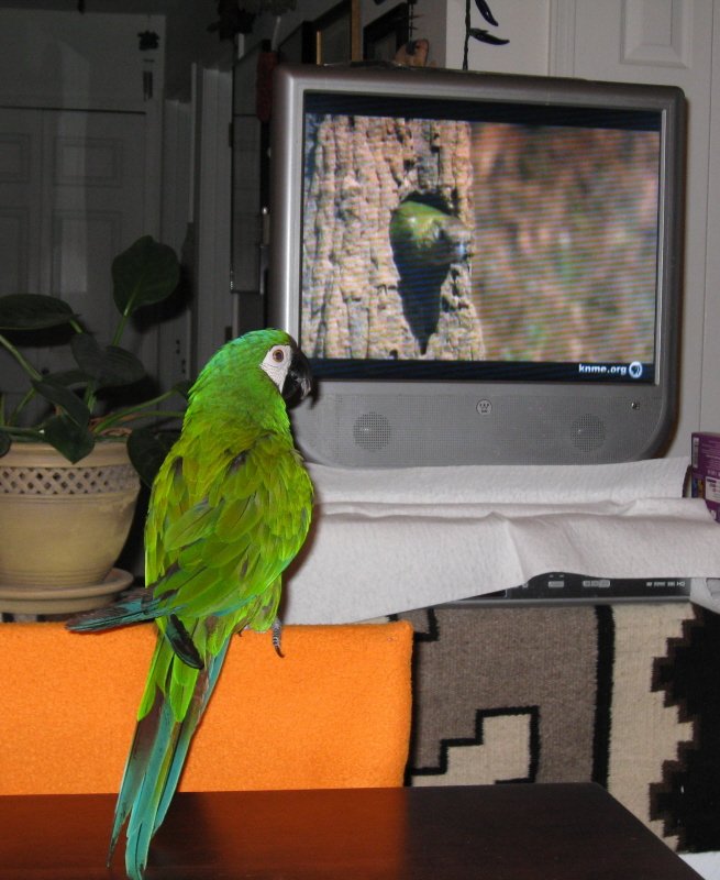 BUY SEVERE MACAW FOR SALE - Image 2