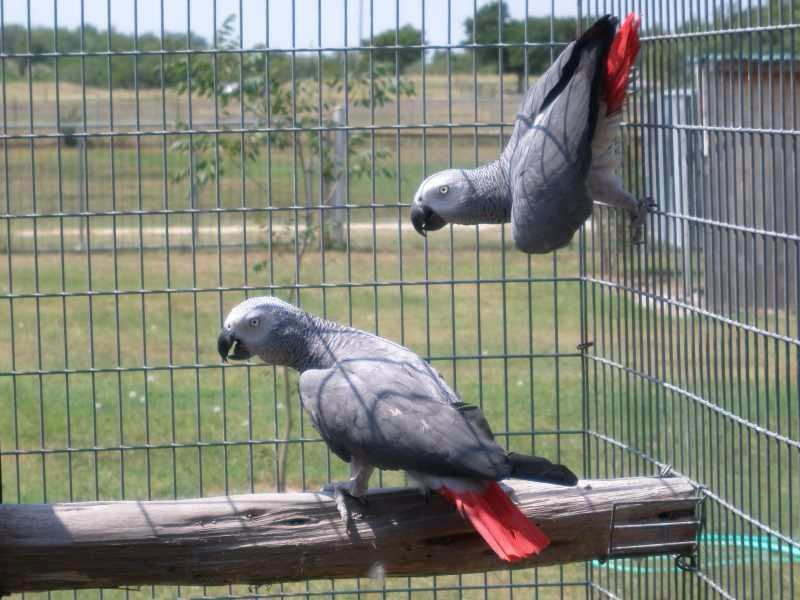 Buy Timneh African Grey Parrots For Sale