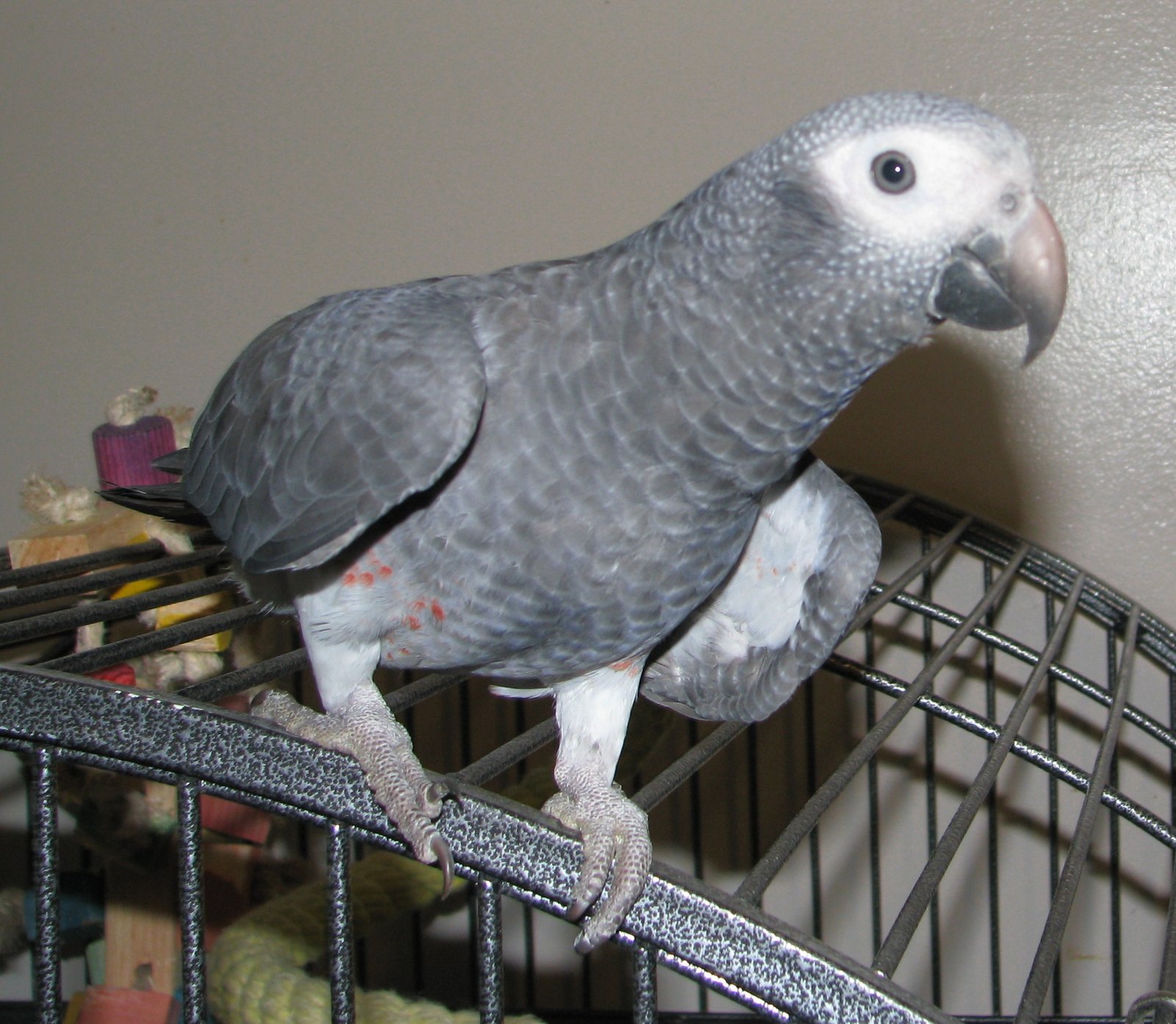 Buy Timneh African Grey Parrots For Sale - Image 2