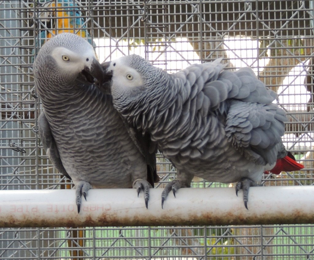 Buy Timneh African Grey Parrots For Sale - Image 3