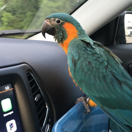 BUY BLUE THROATED MACAW FOR SALE - Image 2