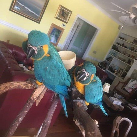BUY BLUE THROATED MACAW FOR SALE - Image 3