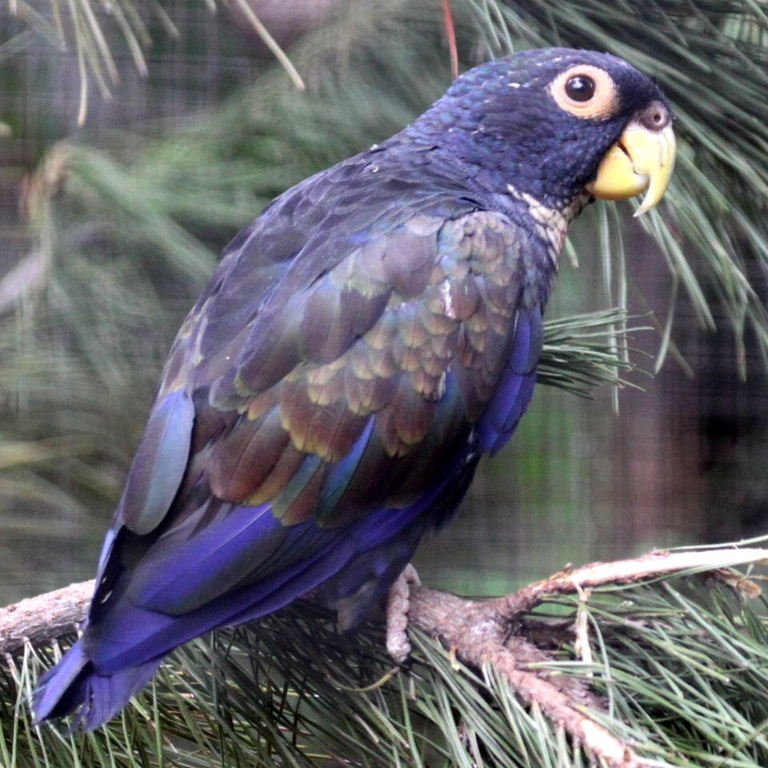 BUY BRONZE WING PIONUS FOR SALE