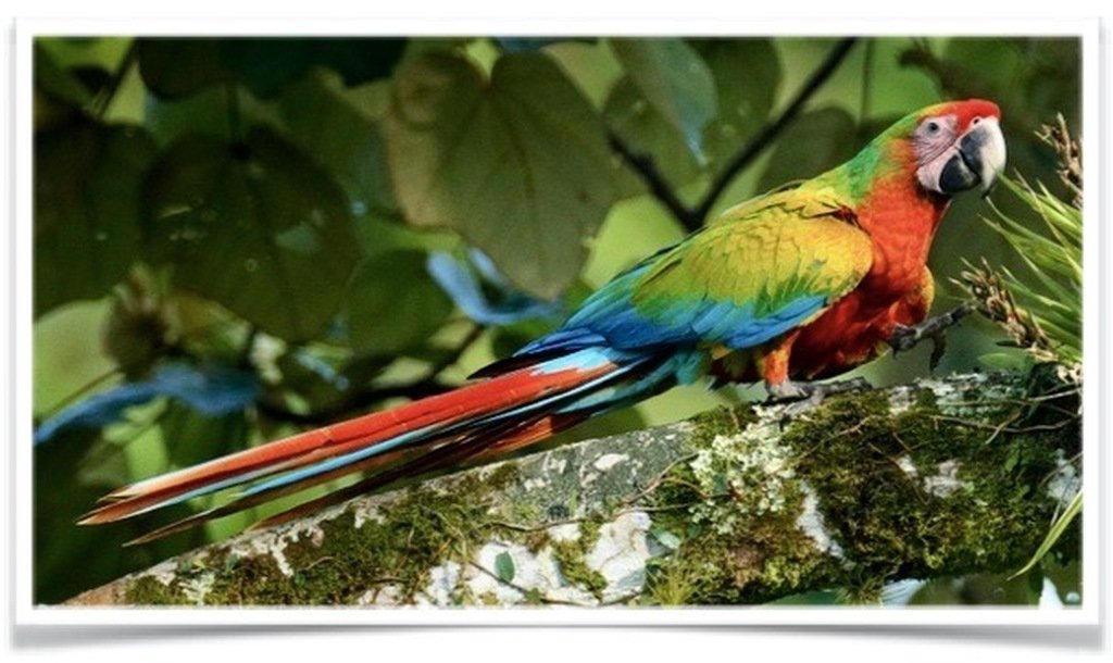 Buy Camelot Macaw Online