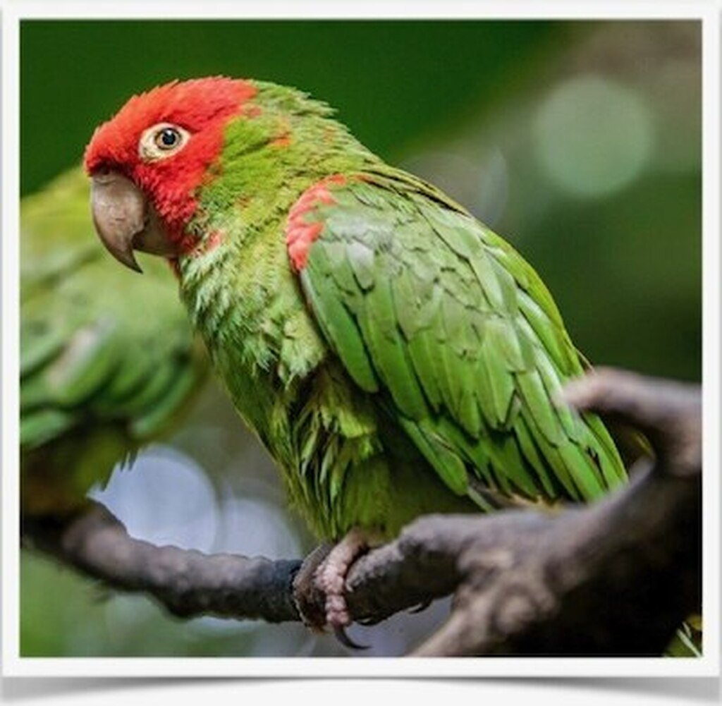 Buy Cherry Headed Conure Online