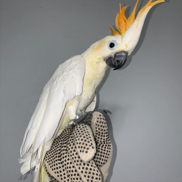 Citron Cockatoo