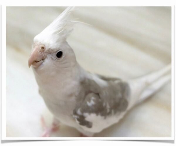 Buy Cockatiel - White-faced Pied Online