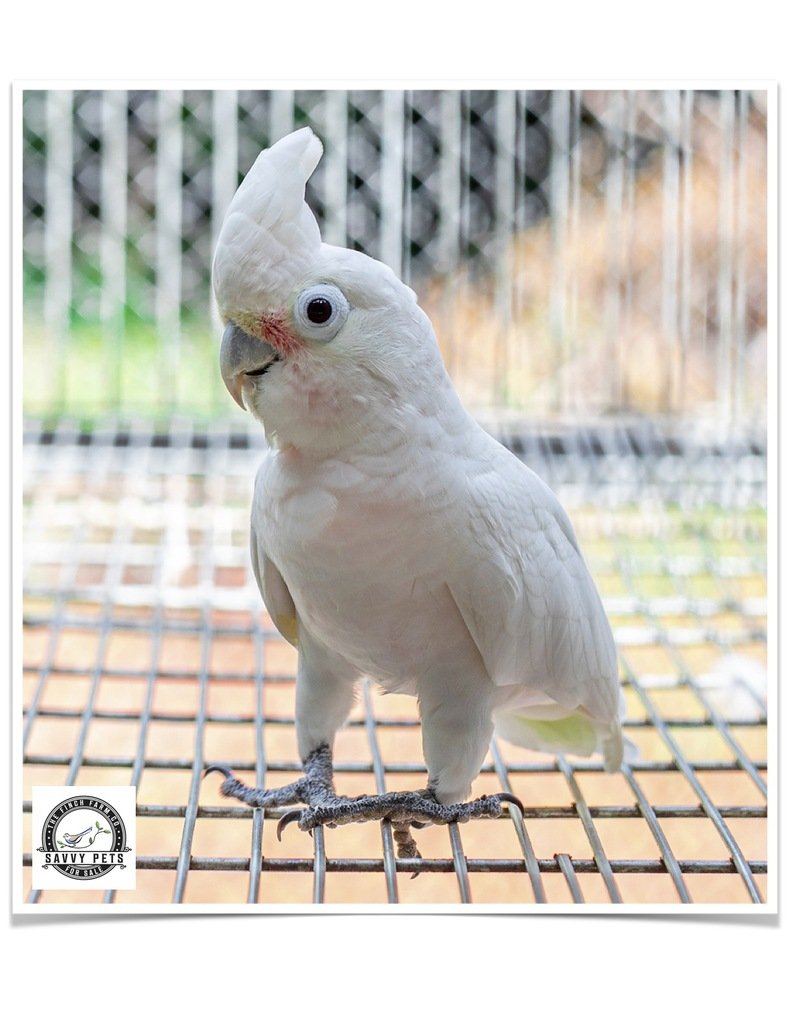 Buy Goffin's Cockatoo Online - Image 3