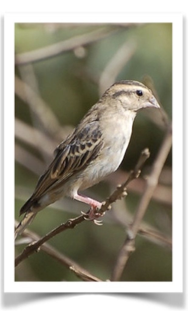 Buy Combassou Finch Online - Image 3