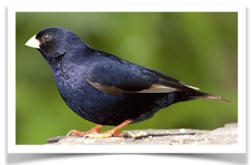 Buy Combassou Finch Online