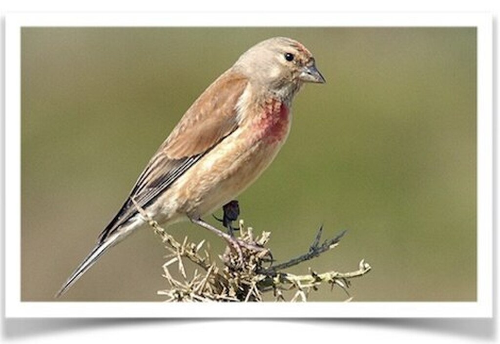 Buy Common Linnet Finch Online