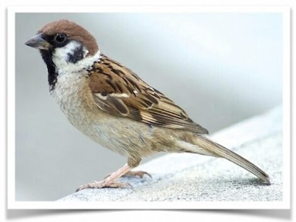 Buy Eurasian Tree Sparrow Online