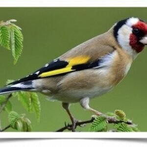 Buy Goldfinch - European Online