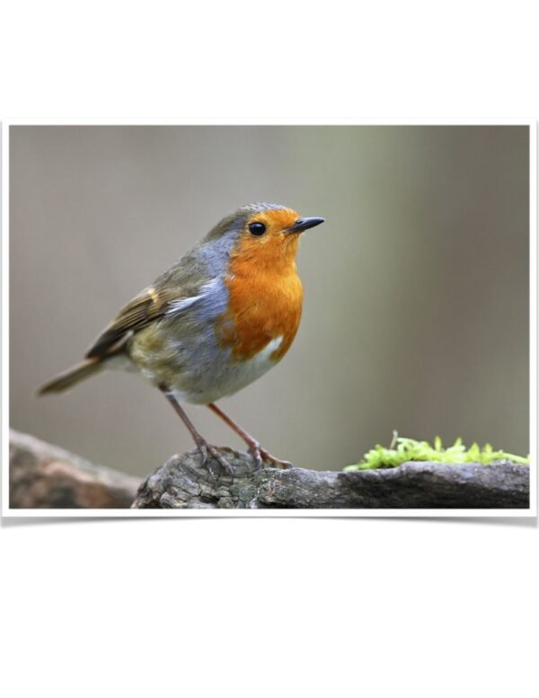 Buy European Robin Online