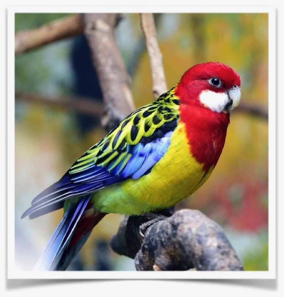 Buy Fiery Golden Mantle Online