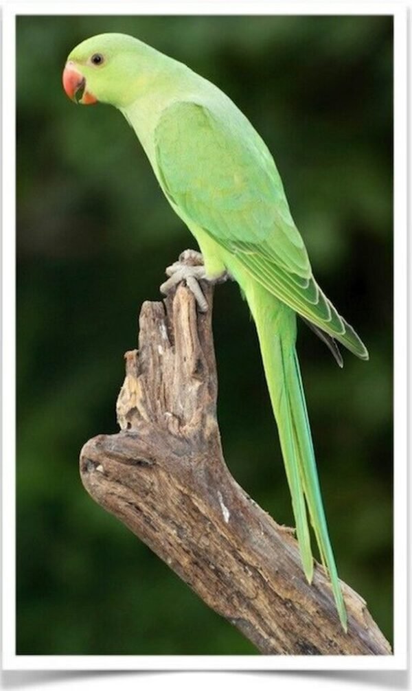 Buy Green Indian Ringneck Parakeet Online
