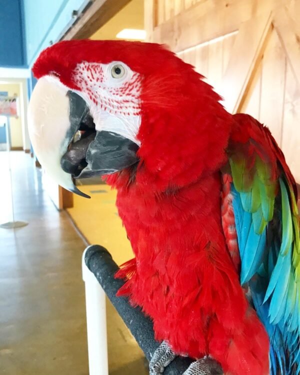 Green-winged macaw