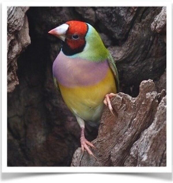 Buy Lady Gouldian Green Back Normal (BLACK HEAD MALE ONLY) Online - Image 4