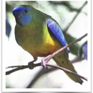 Buy Green Turquoisine Online