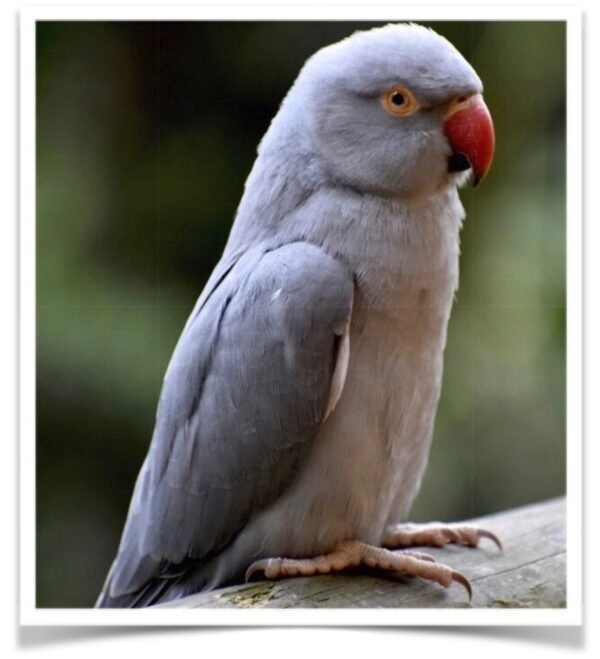 Buy Grey Indian Ringneck Parakeet Online - Image 2