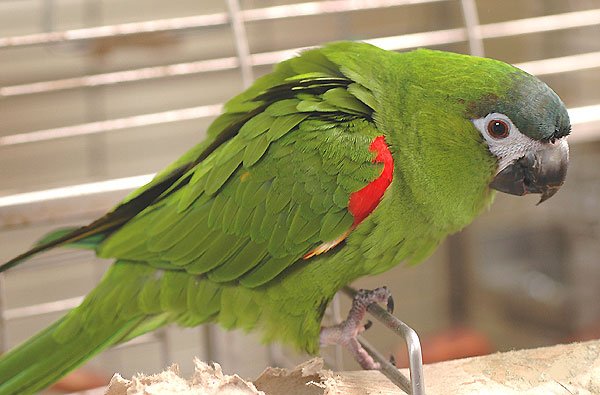 Buy Hahn’s Macaw for sale