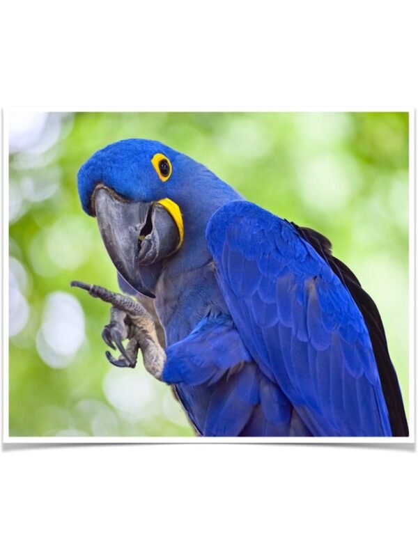 Buy Hyacinth Macaw Online - Image 2