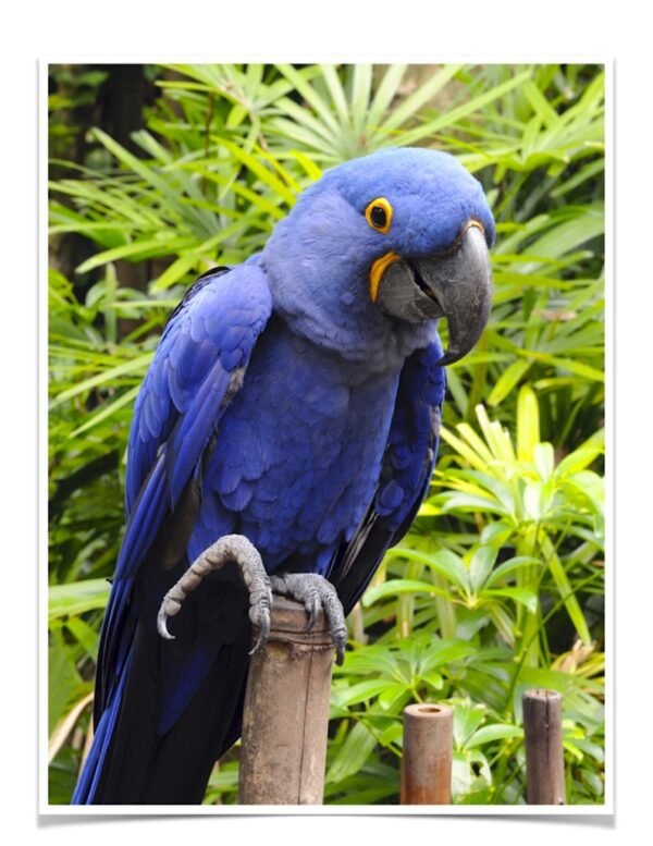 Buy Hyacinth Macaw Online - Image 4