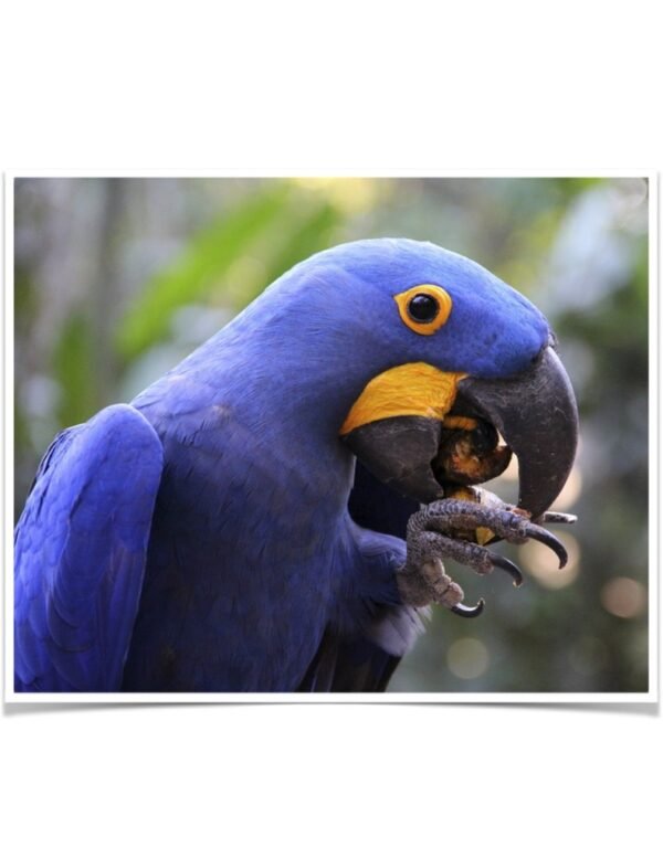 Buy Hyacinth Macaw Online