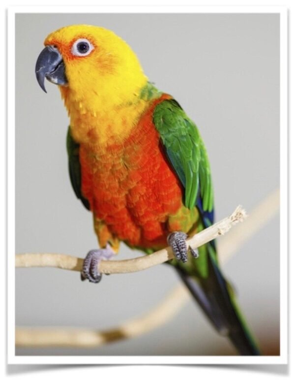 Buy Conure - Jenday (Jandaya Parakeet) Online
