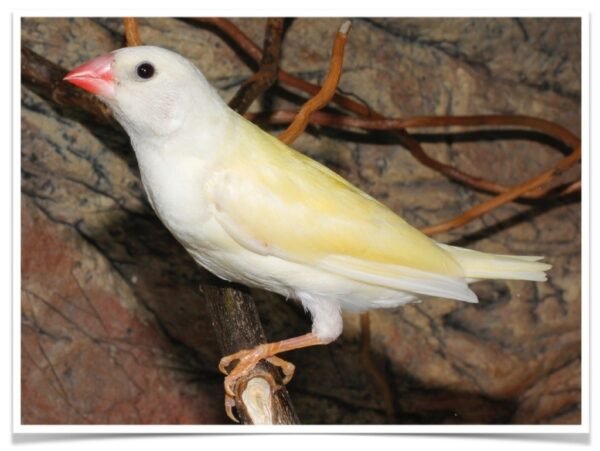 Buy Lady Gouldian Finch - Yellow-back (BLACK HEAD MALE ONLY) Online - Image 2