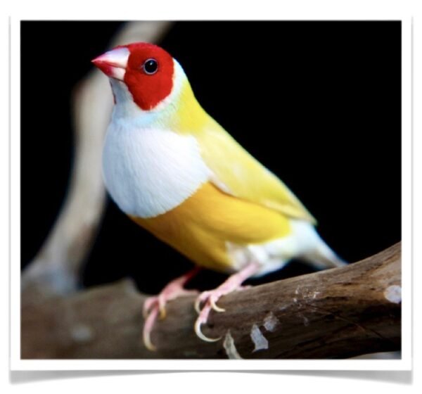 Buy Lady Gouldian Finch - Yellow-back (BLACK HEAD MALE ONLY) Online - Image 7