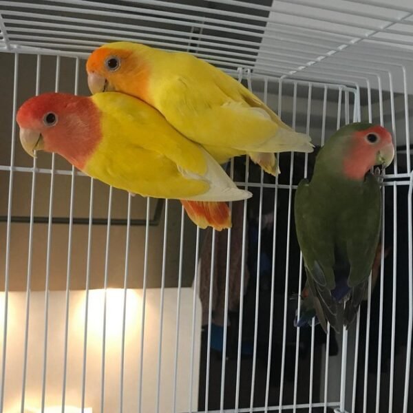 LUTINO PEACH FACED LOVEBIRD FOR SALE - Image 2