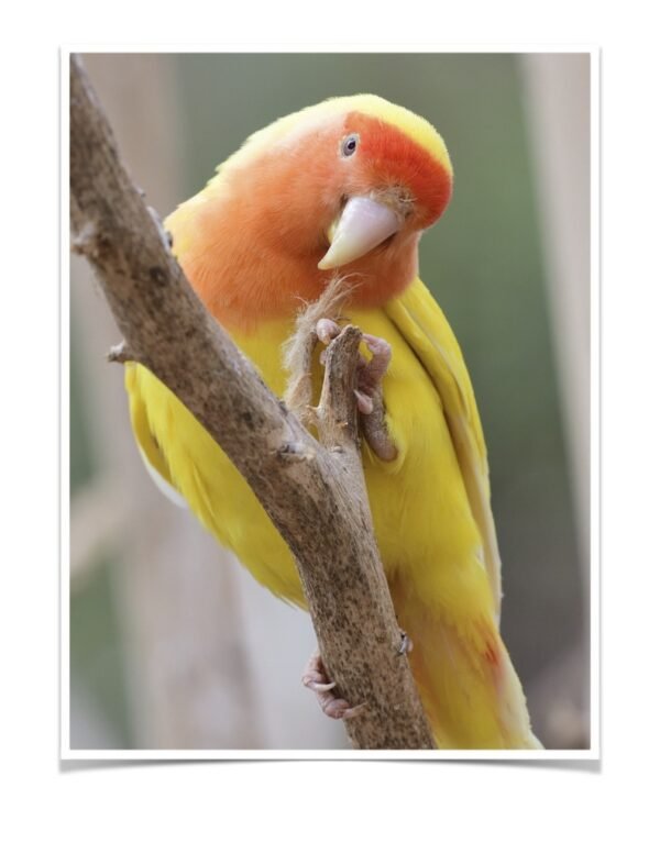Buy Lutino Peach Face Lovebird Online - Image 2
