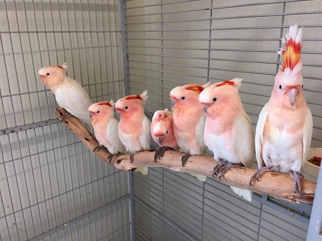 Buy Major Mitchell’s Cockatoo For Sale