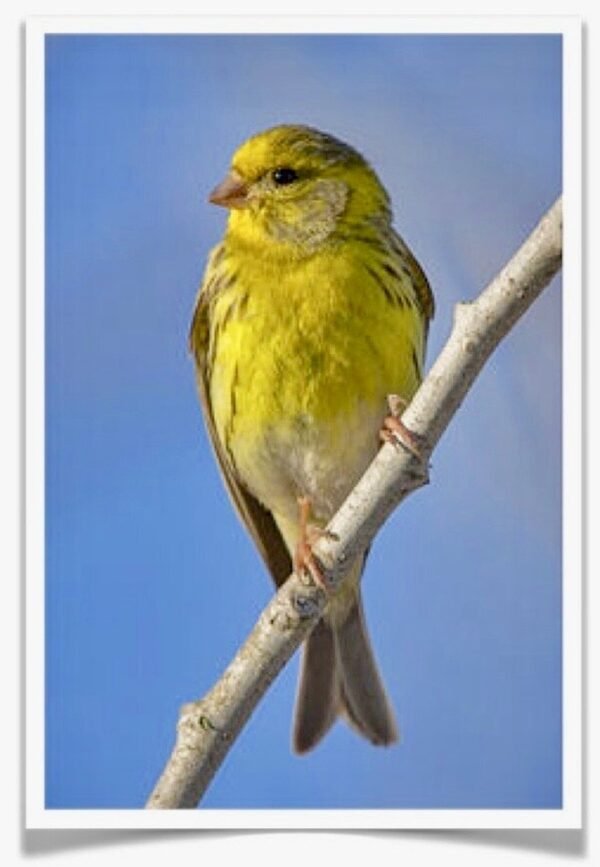 Buy European Serin - Serinus serinus Online