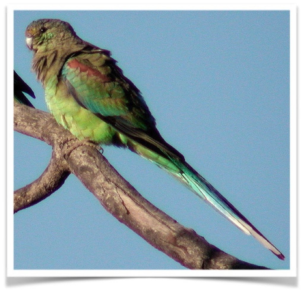 Buy Many Colored Parakeet (Mulga Parakeet) Online - Image 2