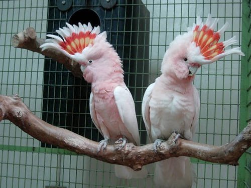 Buy Major Mitchell’s Cockatoo For Sale - Image 2