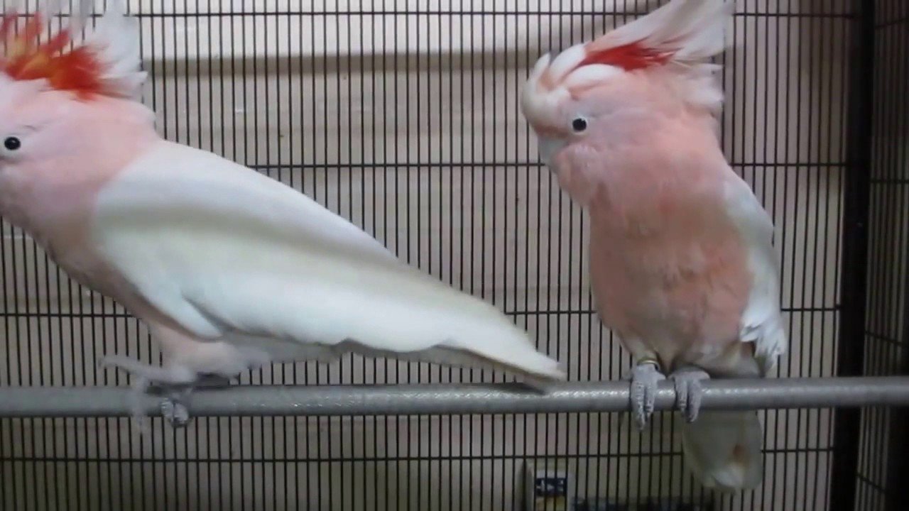 Buy Major Mitchell’s Cockatoo For Sale - Image 3