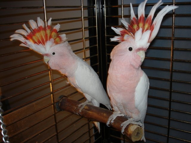 Buy Major Mitchell’s Cockatoo For Sale - Image 4